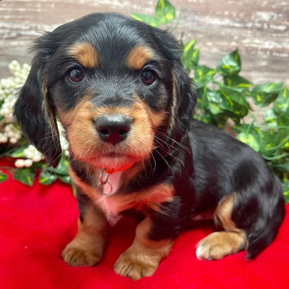 regalo adorabili cuccioli bassotto femminucce e maschietti disponibili...,