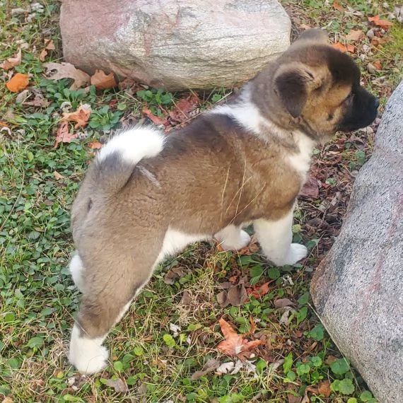regalo akita splendidi cuccioli....,