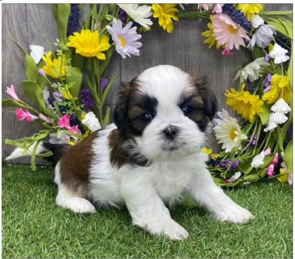 regalo cuccioli di shitzu,...