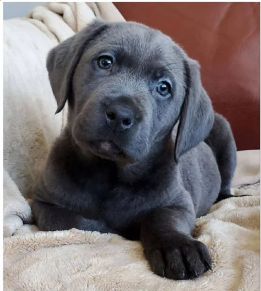 bello labrador , maschio e femmina, in regalo...,