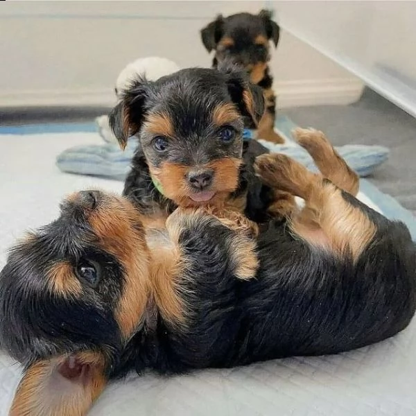piccolo adorabile cucciolo di yorkie (+393509706299)