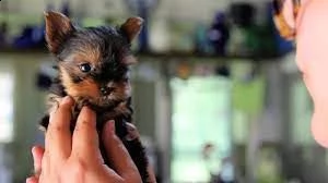 rasechte kleine theekopje yorkie-puppy's