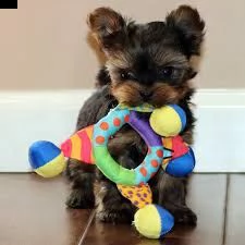 rasechte kleine theekopje yorkie-puppy's | Foto 0