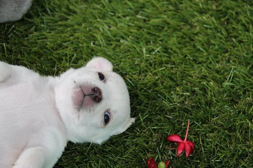 kruising chihuahua