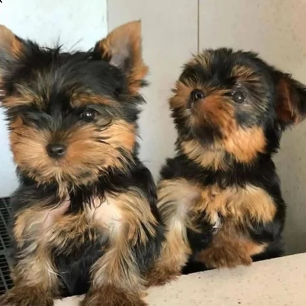 lovely face yorkie cuccioli (+393509706299)
