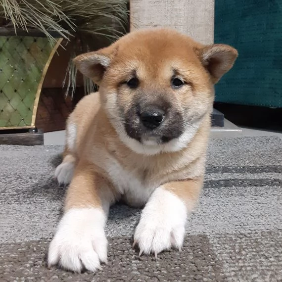regalo cuccioli di shiba inu