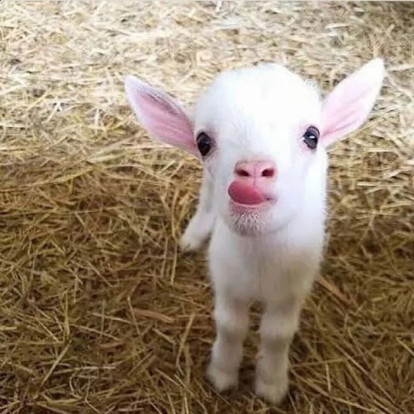 in adozione per chi fosse interessato