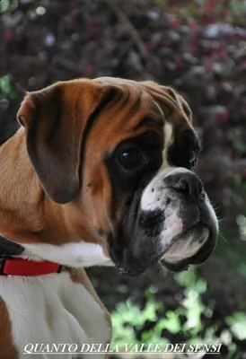 disponibili cuccioli e cuccioloni boxer, taglia alta e robusta, genitori sani, test ufficiali visibi