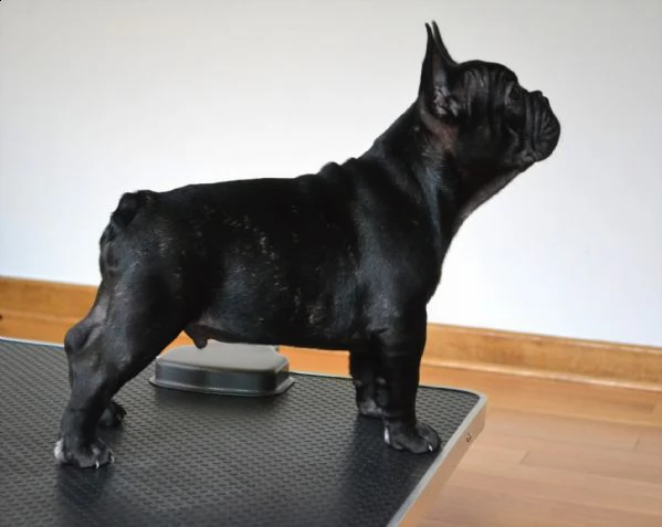 cuccioli di bulldog francese addestrati | Foto 0