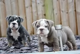 rimborso spese cuccioli pitbull 