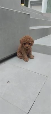 disponibile barboncina femmina red toy 