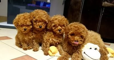 splendidi cuccioli di barboncino toy.