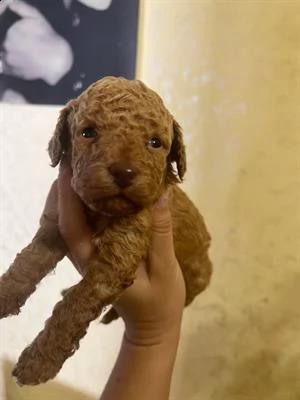 bellissimi cuccioli di barboncino.