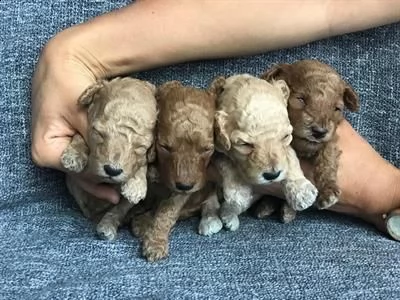 barboncini disponibili 