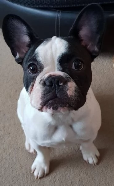 cuccioli di bulldog francese addestrati | Foto 0