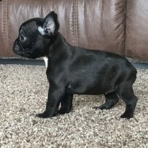 cuccioli di bulldog francese addestrati