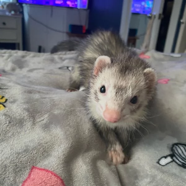 i cuccioli sono disponibili in loco ora