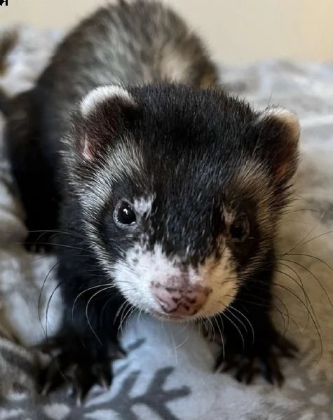 in adozione per chi fosse interessato | Foto 0