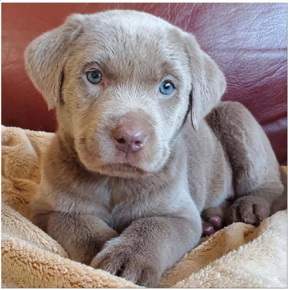 bello labrador , maschio e femmina,  in regalo..