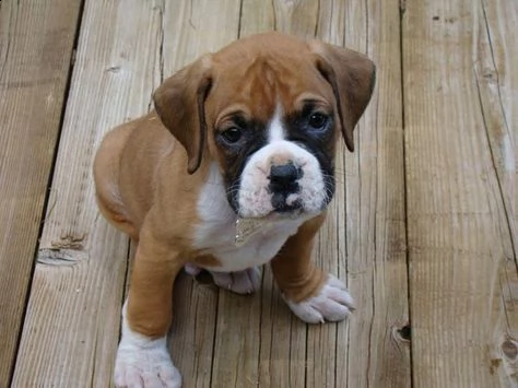 regalo cuccioli boxer cuccioli boxer maschio e femmina disponibile