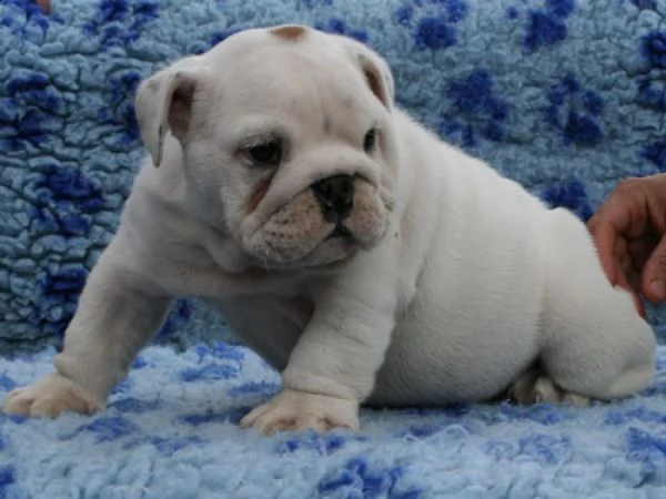 cuccioli di bulldog inglese in adozione | Foto 0