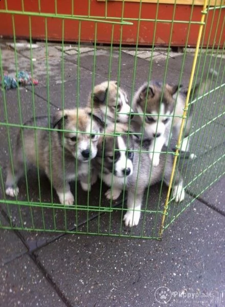 cuccioli di husky siberiano di razza pura | Foto 0