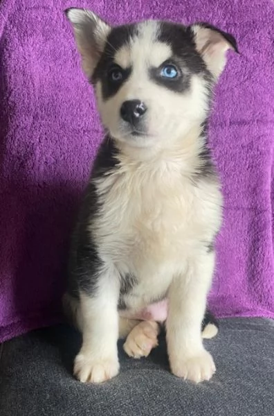 cuccioli di husky siberiano di razza pura
