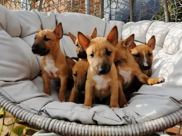 regalo cuccioli di pitbull 
