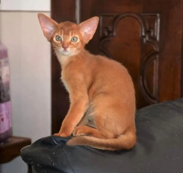   gato cuccioli splendidi cuccioli gato ex vaccino s verminazione e