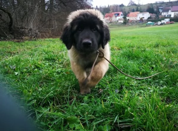 cuccioli di leonberger | Foto 0