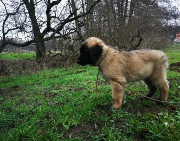 cuccioli di leonberger