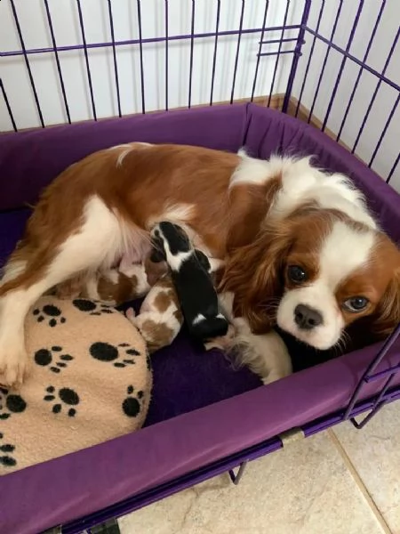 cuccioli di cavalier king  femminucce e maschietti per l'adozione gratuita 
