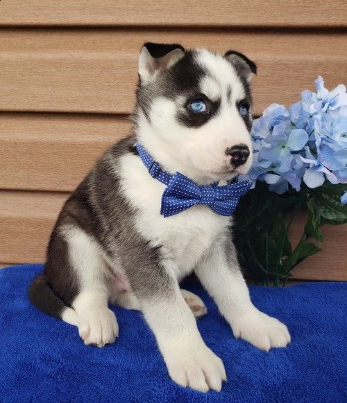 cuccioli di husky siberiano di razza pura | Foto 0