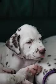 dalmata
