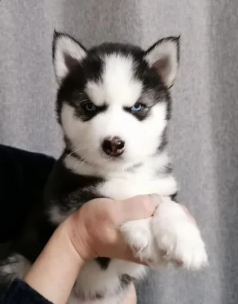 [at]273[at] “:(;: cuccioli di razza siberian husky