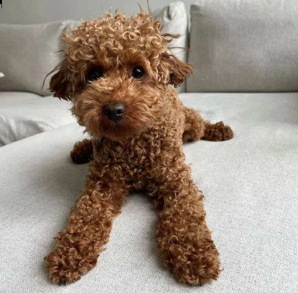 cuccioli di barboncino, 1 femmina 1 maschio