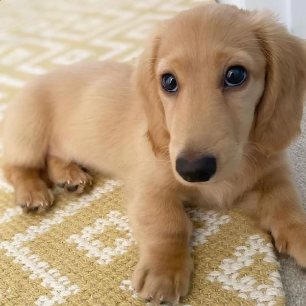 bellissimi cuccioli di bassotto in adozione