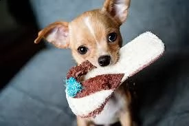 kruising chihuahua