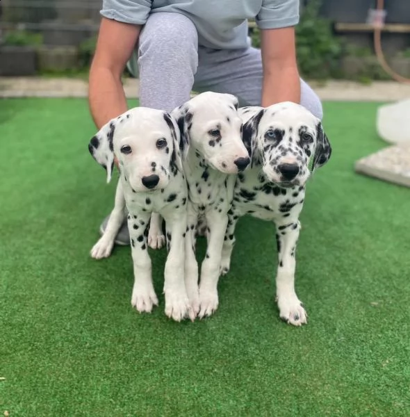 3 cuccioli di dalmata bianco e nero cercano nuova casa | Foto 0