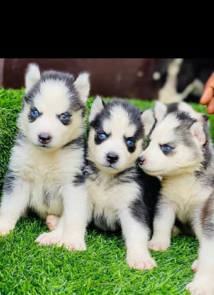 siberian husky con pedigree enci