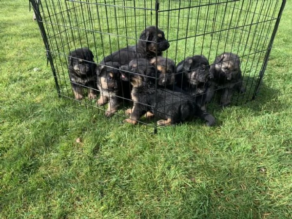 regalo cuccioli di rottweiler 1 femmine e un maschietto.