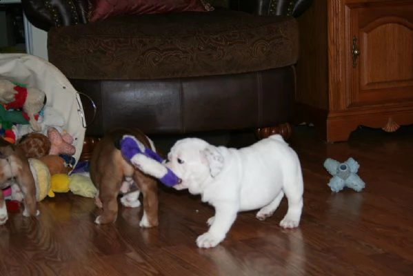 disponibili cuccioli di bulldog inglese | Foto 1
