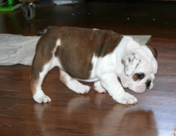 disponibili cuccioli di bulldog inglese | Foto 0