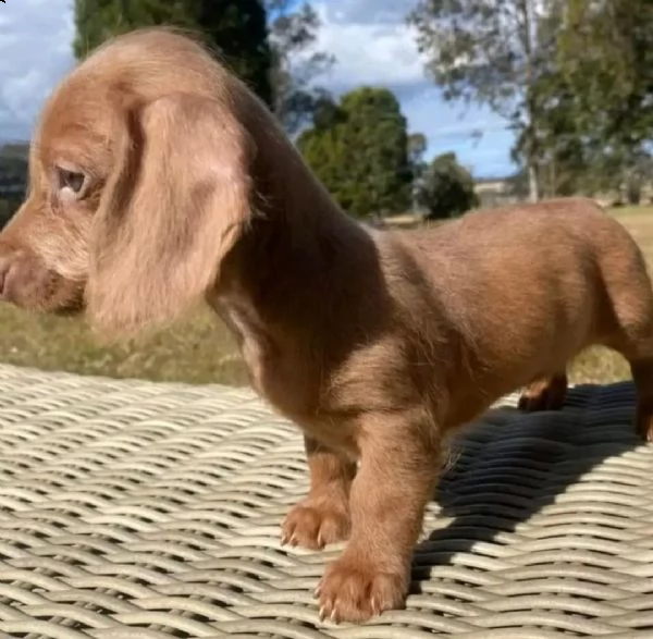 bellissimi cuccioli di bassotto in adozione | Foto 0