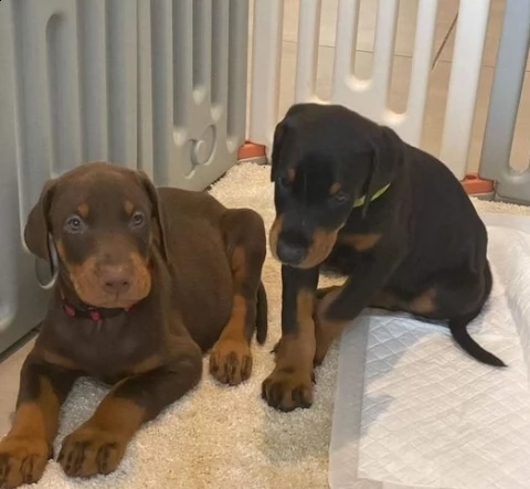 dobermann cuccioli