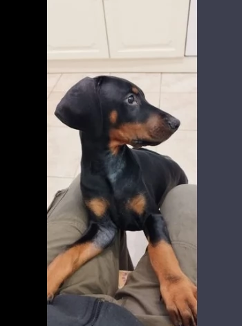 adozione subito cuccioli di dobermann