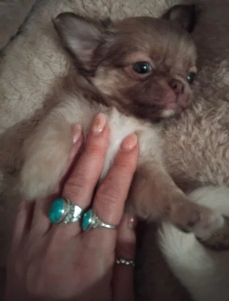 Biscottina  | Foto 2