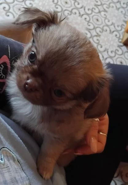 Biscottina  | Foto 1