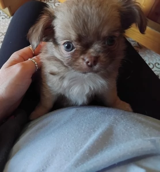 Biscottina  | Foto 0