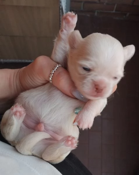 Cuccioli chihuahua  | Foto 3